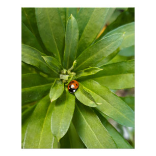 Pôster Ladybug em Flores