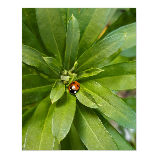Pôster Ladybug em Flores (Frente)