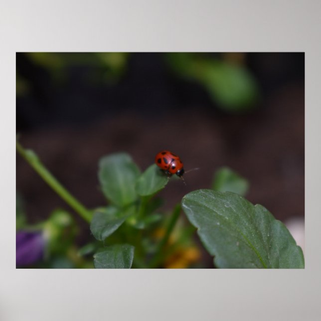 Poster Ladybug em Flores (Frente)