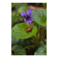 Ladybug em Flores de Violeta Doce