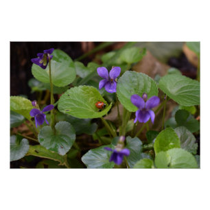 Pôster Ladybug em Flores de Violeta Doce