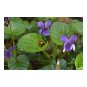 Pôster Ladybug em Flores de Violeta Doce