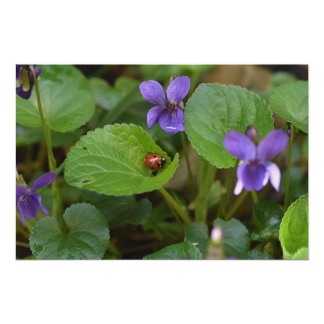 Pôster Ladybug em Flores de Violeta Doce (Frente)
