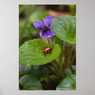 Poster Ladybug em Flores de Violeta Doce