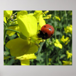 Poster Ladybug em uma Flor Amarela