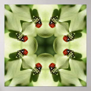 Pôster Ladybug Na Dogwood Abstrato Nature Mirror Art