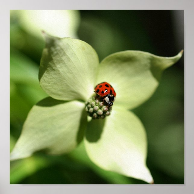 Poster Ladybug Na Flor Branca De Dogwood Fechar (Frente)