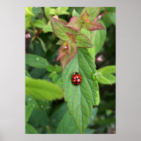 ladybug na folha