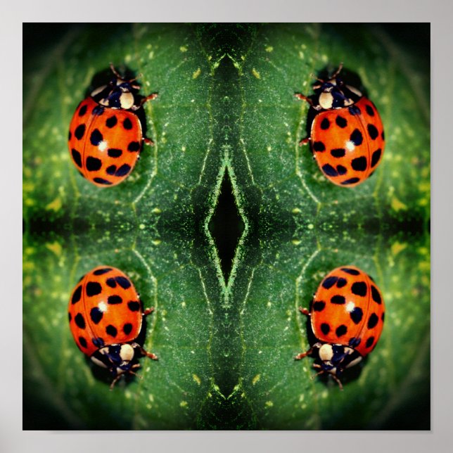 Poster Ladybug Na Folha Fechar Abstrato (Frente)