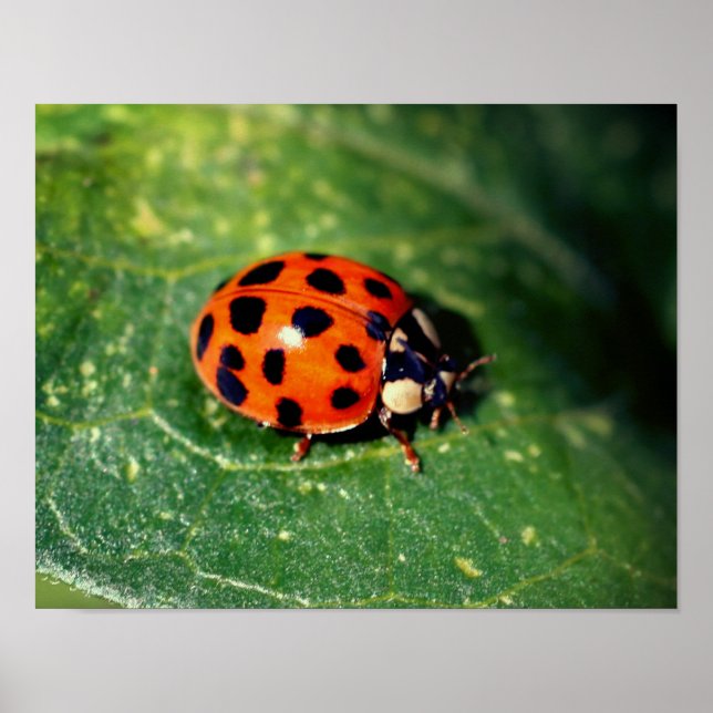 Poster Ladybug No Folha Fechar (Frente)