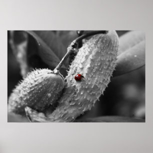 Pôster Ladybug no Milkweed