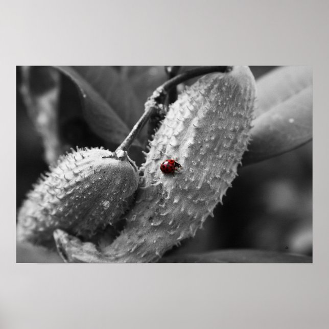 Pôster Ladybug no Milkweed (Frente)