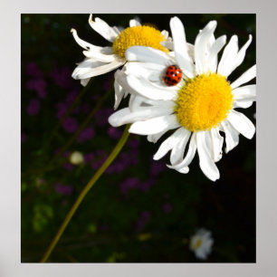 Pôster Ladybug on a Daisy