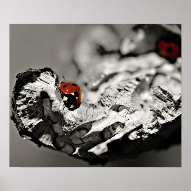 Poster Ladybugs (Frente)