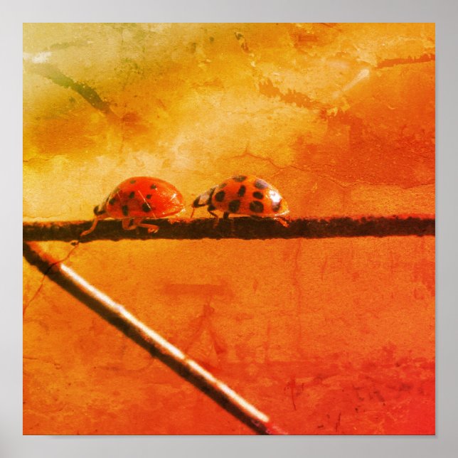 Poster Ladybugs Tocam Seguir O Líder Abstrato Grunge (Frente)