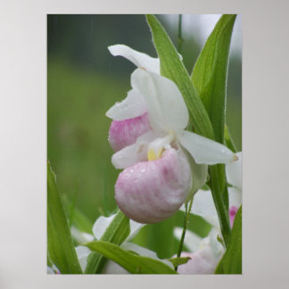 Pôster Ladyslipper na Chuva