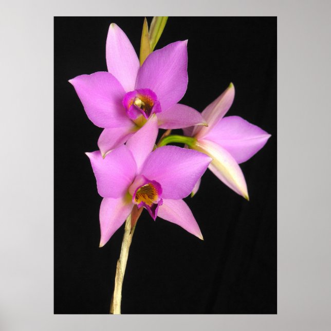 Poster Laelia Anceps (Frente)