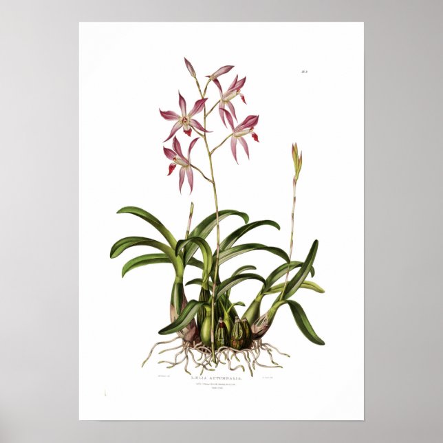 Pôster Laelia autumnalis, por Augusta Innes Witers. (Frente)
