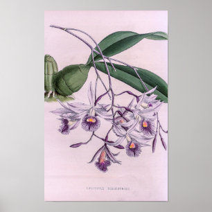 Poster Laeliopsis Domingensis Orquídea