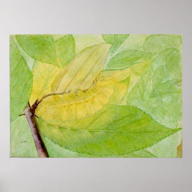 Poster Lagarta Abbott Handerson Thayer (Frente)