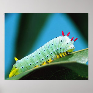 Pôster Lagarta da Mariposa Prometeu, Callosamia