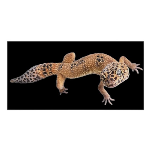 Pôster  Lagartixa Leopardo  (Frente)