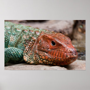 Poster Lagarto