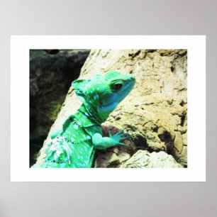 Poster Lagarto basilisco verde