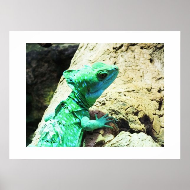 Poster Lagarto basilisco verde (Frente)