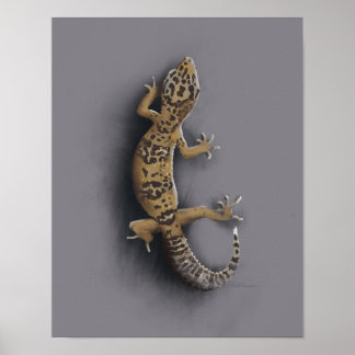 Poster Lagarto-da-lagartixa-do-leopardo