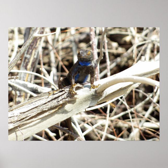 Poster Lagarto-de-cerca do Great Basin em Joshua Tree (Frente)
