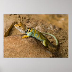 Pôster Lagarto-de-colar
