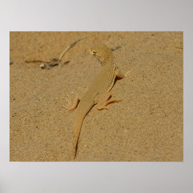 Poster Lagarto-de-dedos-frangiados-do-Mojave (Frente)
