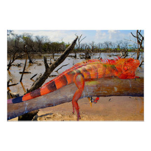 Pôster Lagarto-de-laranja-preto em Margarita Poster brilh