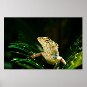 Pôster Lagarto-do-jardim