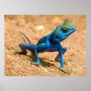 Pôster Lagarto masculino azul de Sinaita do agamá na