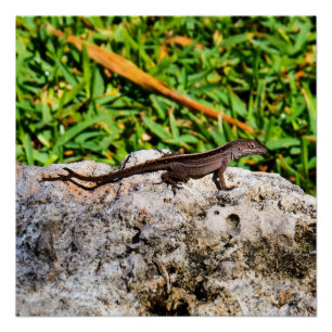 Pôster Lagarto pequeno na luz solar