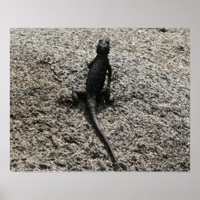 Pôster Lagarto Preto (Frente)