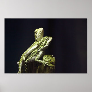 Pôster Lagartos de Amaramento