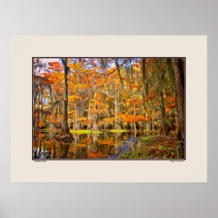 Poster Lago Caddo - outono - Texas