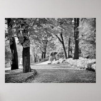 Poster Lago Como Path Monocromo