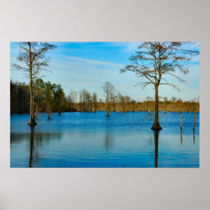 Pôster Lago cypress