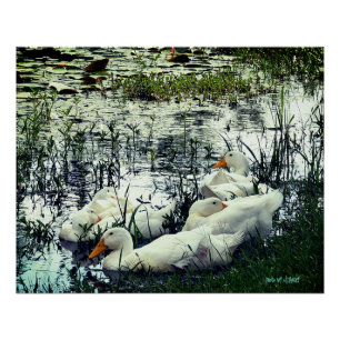 Pôster Lago de Animais Selvagens Patos Animais