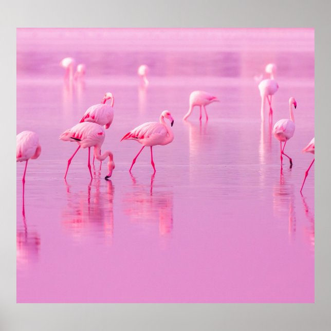 Poster Lago de Flamingos cor-de-rosa Conceito romântico (Frente)