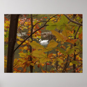 Poster Lago de Outono com Cisne