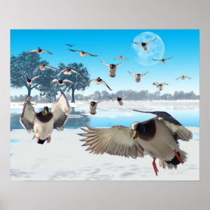 Poster Lago duck