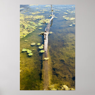 Poster Lago Erie Metropark Turtle Log Horizontal