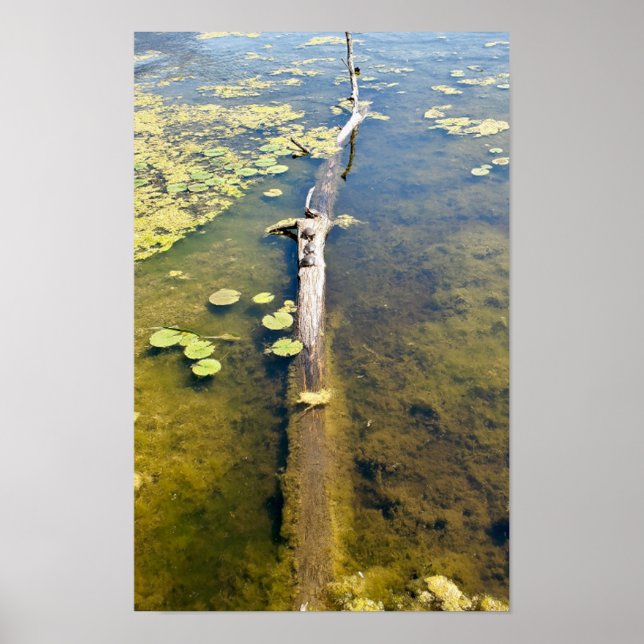 Poster Lago Erie Metropark Turtle Log Horizontal (Frente)