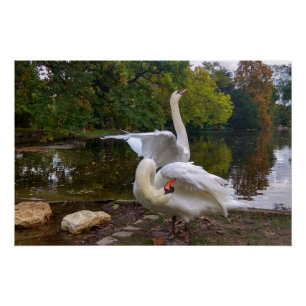 Pôster lago Swan