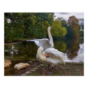 Pôster Lago Swan